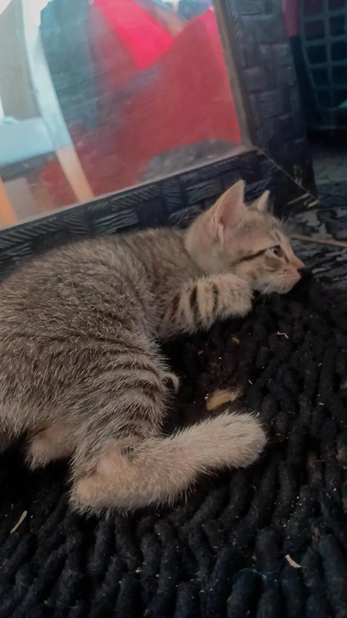 Gato ra a SRD-ViraLata idade Abaixo de 2 meses nome Sem nome