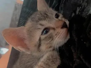 Gato raça SRD-ViraLata idade Abaixo de 2 meses nome Sem nome