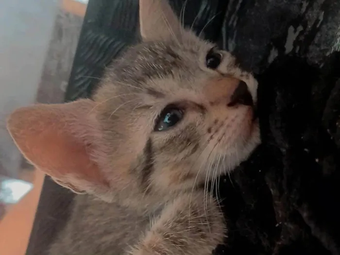 Gato ra a SRD-ViraLata idade Abaixo de 2 meses nome Sem nome