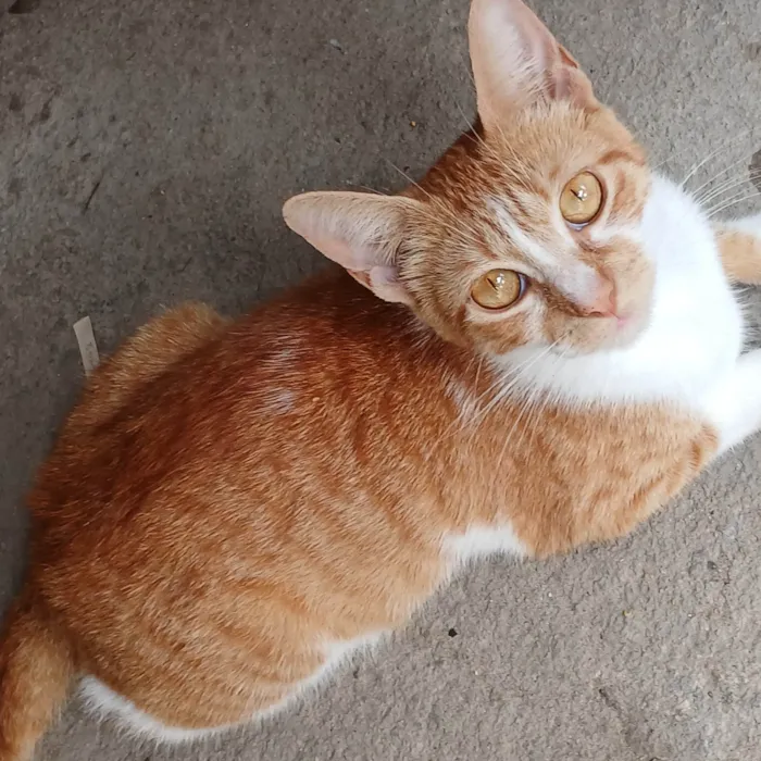 Gato ra a SRD-ViraLata idade 2 anos nome Mel