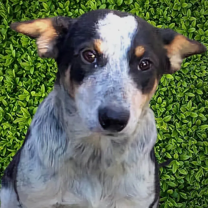Cachorro ra a SRD-ViraLata idade 7 a 11 meses nome Kiko