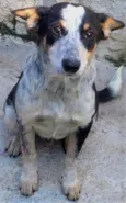Kiko