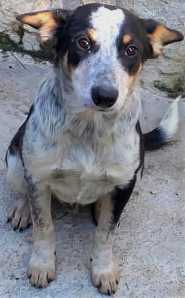 Cachorro ra a SRD-ViraLata idade 7 a 11 meses nome Kiko