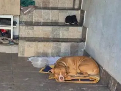 Cachorro ra a Pit-Bull idade 7 a 11 meses nome Lara