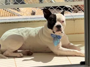 Cachorro raça Pit-Bull idade 3 anos nome Rivotril 