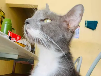 Gato raça SRD-ViraLata idade 3 anos nome Putia