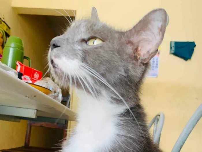 Gato ra a SRD-ViraLata idade 3 anos nome Putia