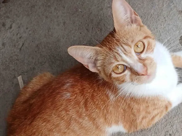 Gato ra a SRD-ViraLata idade 2 anos nome Mel