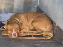 Cachorro ra a Pit-Bull idade 7 a 11 meses nome Lara