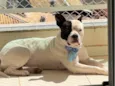 Cachorro ra a Pit-Bull idade 3 anos nome Rivotril 