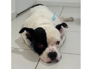 Cachorro raça Pit-Bull idade 3 anos nome Rivotril 