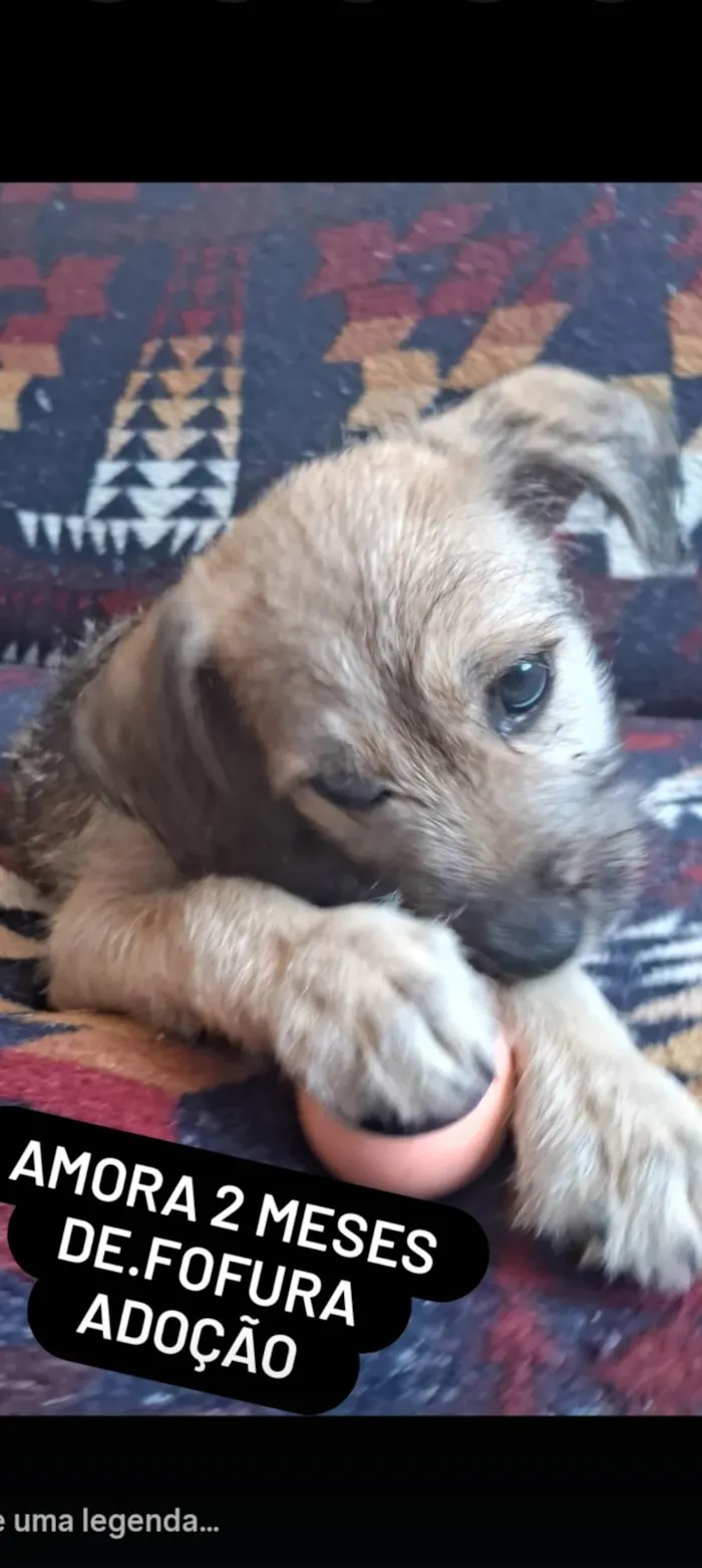 Cachorro ra a SRD-ViraLata idade 2 a 6 meses nome Amora