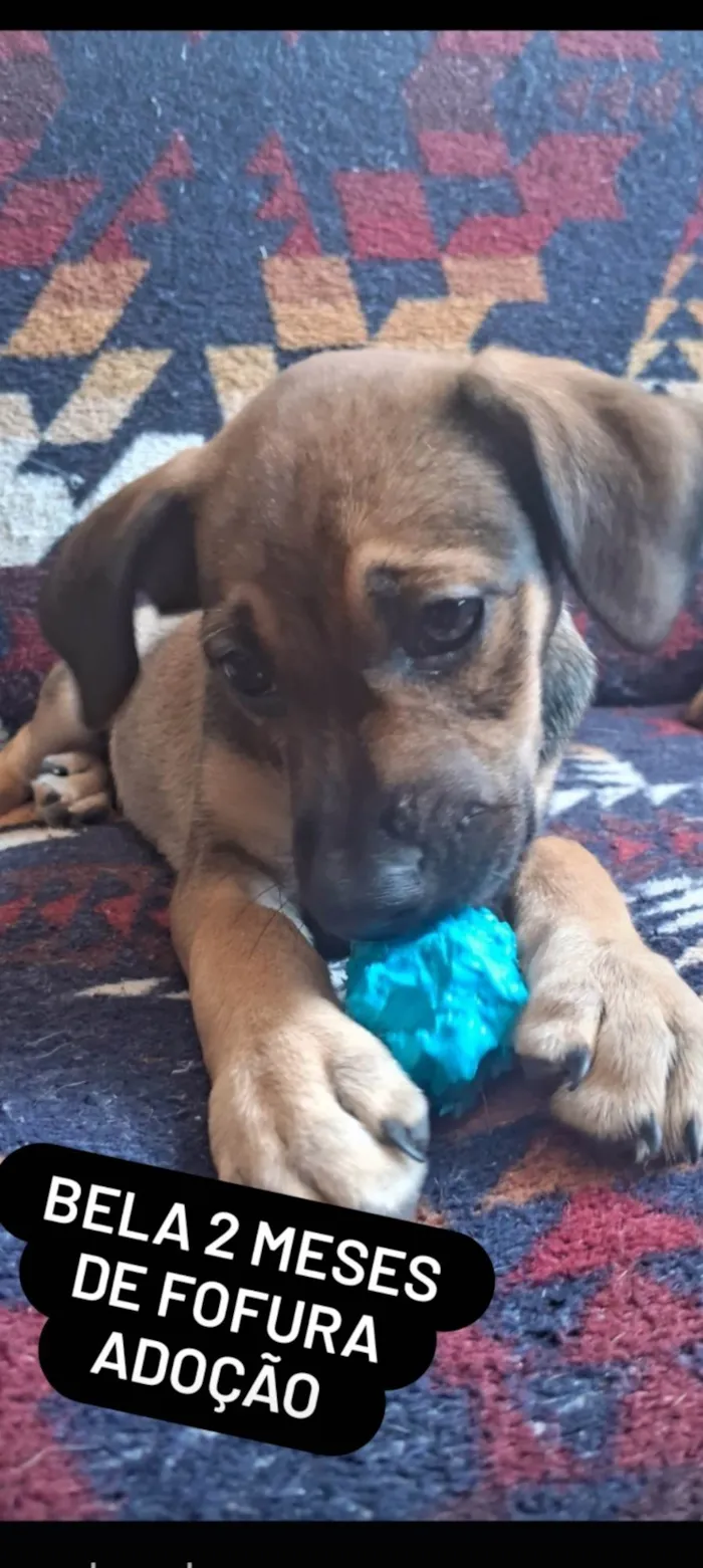 Cachorro ra a SRD-ViraLata idade 2 a 6 meses nome Bella