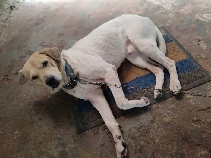 Cachorro ra a SRD-ViraLata idade 4 anos nome plutos
