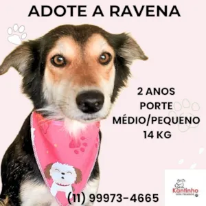 Cachorro raça SRD-ViraLata idade 2 anos nome Ravena