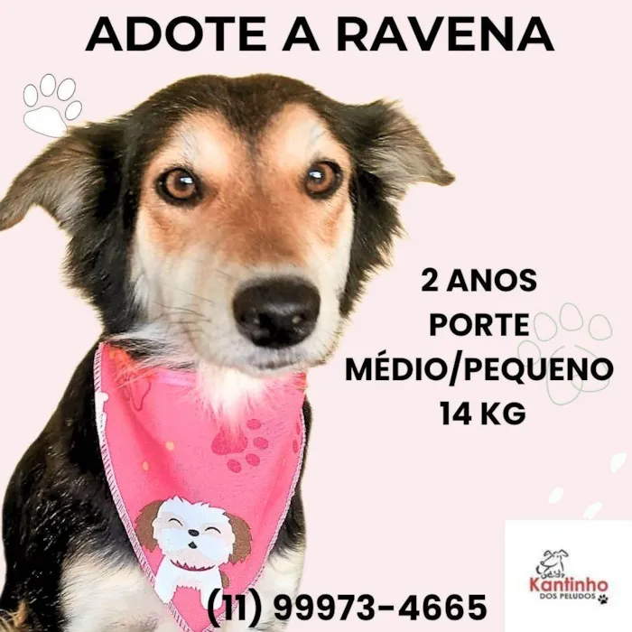 Cachorro ra a SRD-ViraLata idade 2 anos nome Ravena
