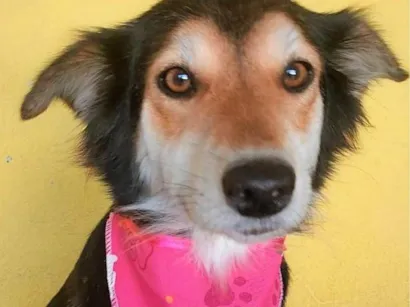 Cachorro raça SRD-ViraLata idade 2 anos nome Ravena