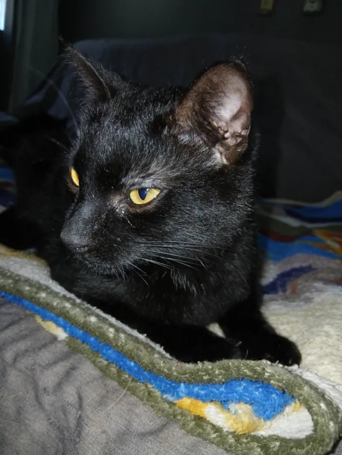 Gato ra a SRD-ViraLata idade 2 a 6 meses nome Nego