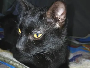 Gato raça SRD-ViraLata idade 2 a 6 meses nome Nego