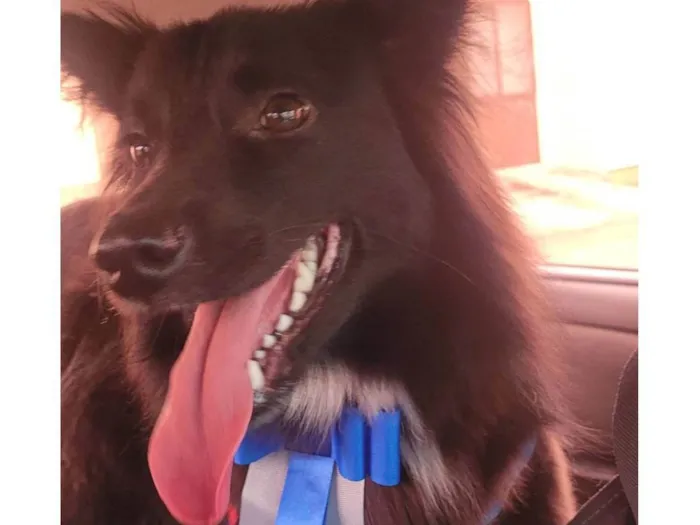 Cachorro ra a SRD-ViraLata idade 1 ano nome Koda 