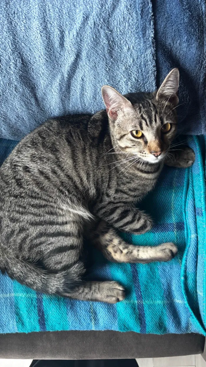 Gato raça SRD-ViraLata idade 7 a 11 meses nome Kiba