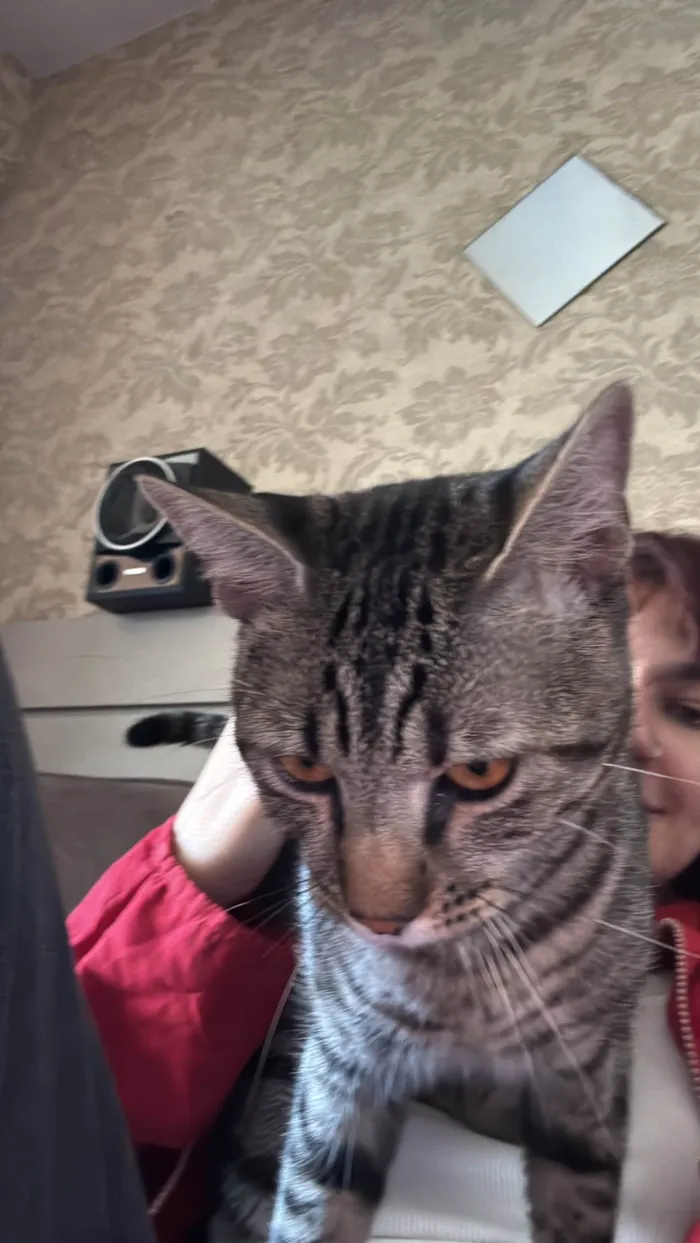 Gato raça SRD-ViraLata idade 7 a 11 meses nome Kiba