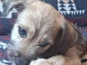 Cachorro raça SRD-ViraLata idade 2 a 6 meses nome Amora