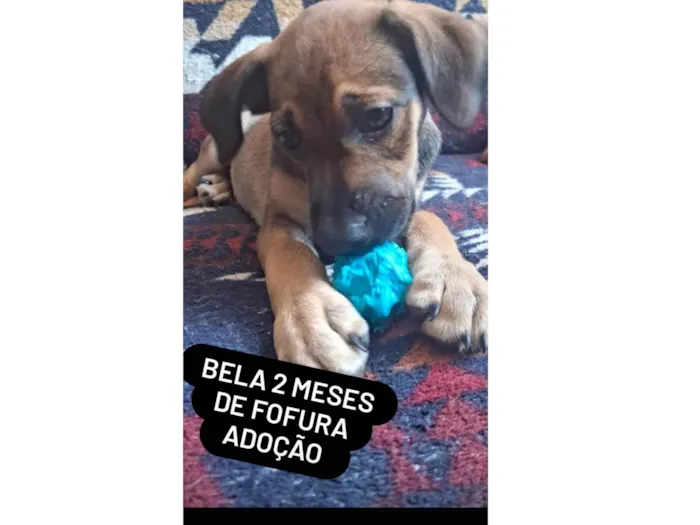 Cachorro ra a SRD-ViraLata idade 2 a 6 meses nome Bella