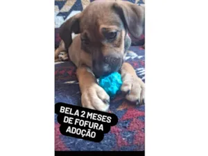 Cachorro raça SRD-ViraLata idade 2 a 6 meses nome Bella