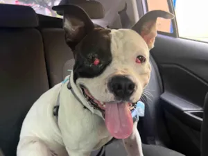 Cachorro raça Pit-Bull idade 2 anos nome Rivotril 