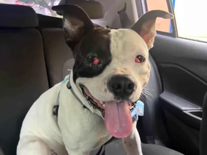 Cachorro raça Pit-Bull idade 2 anos nome Rivotril 