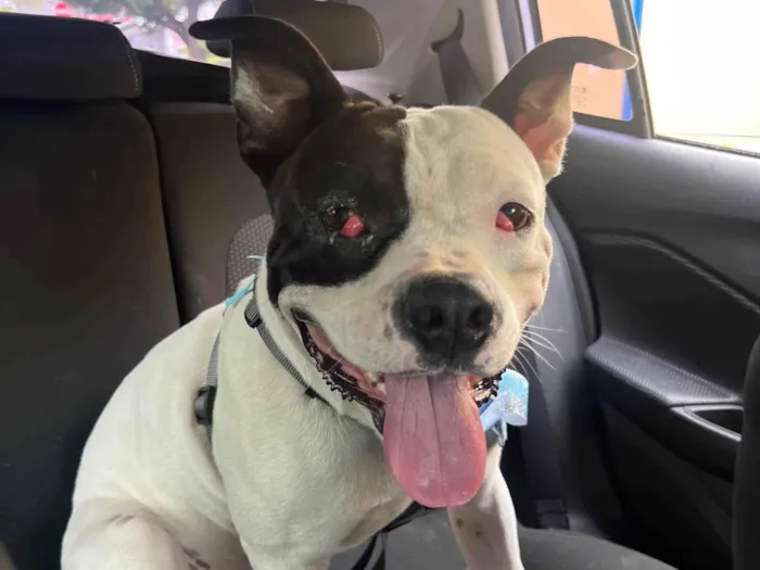 Cachorro ra a Pit-Bull idade 2 anos nome Rivotril