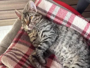 Gato raça SRD-ViraLata idade 7 a 11 meses nome Kiba
