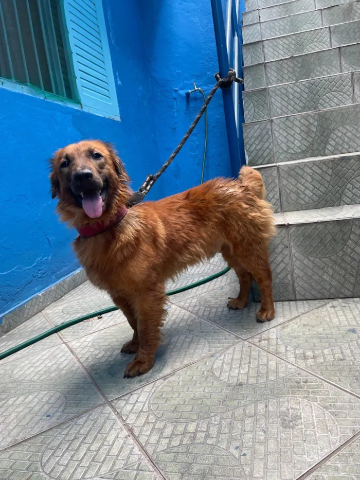 Cachorro ra a SRD-ViraLata idade 2 anos nome Toddynho