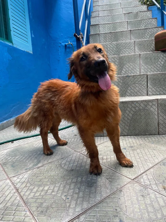 Cachorro ra a SRD-ViraLata idade 2 anos nome Toddynho