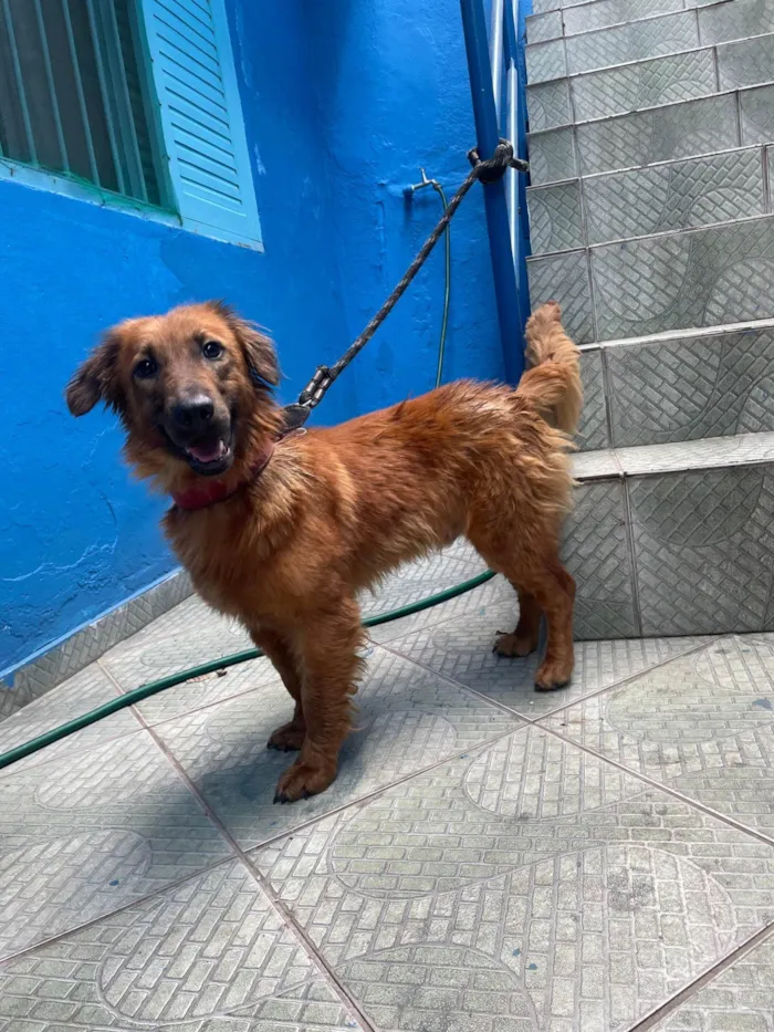 Cachorro ra a SRD-ViraLata idade 2 anos nome Toddynho