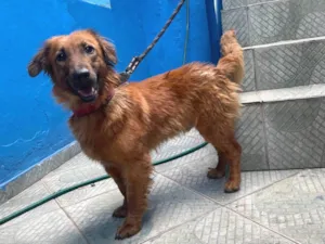 Cachorro raça SRD-ViraLata idade 2 anos nome Toddynho