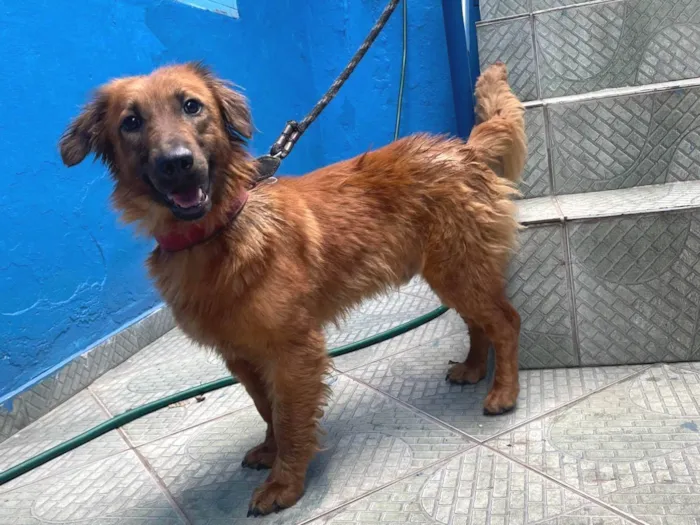 Cachorro ra a SRD-ViraLata idade 2 anos nome Toddynho