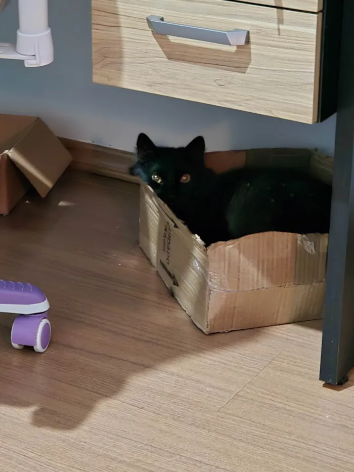 Gato ra a SRD-ViraLata idade 5 anos nome Tinho