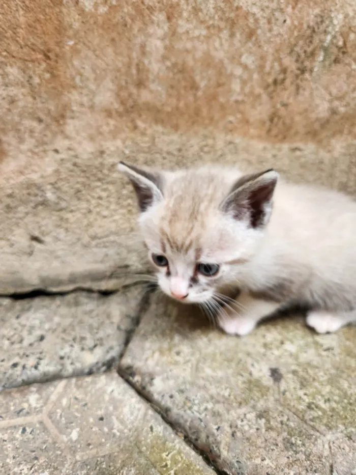 Gato ra a SRD-ViraLata idade Abaixo de 2 meses nome Sem nome