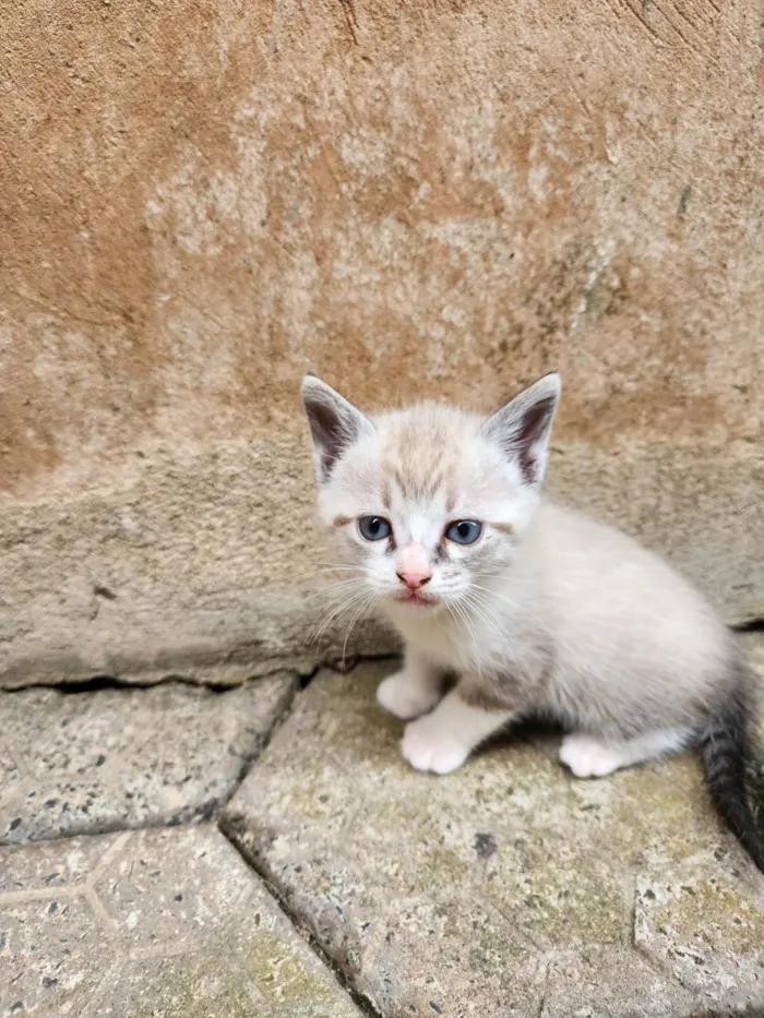 Gato ra a SRD-ViraLata idade Abaixo de 2 meses nome Sem nome