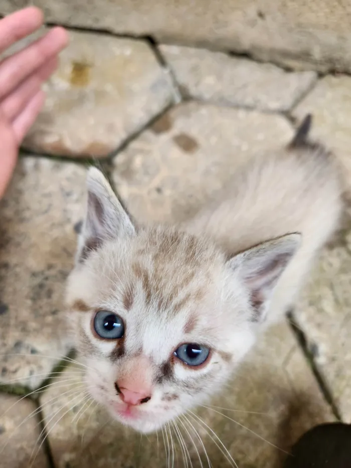 Gato ra a SRD-ViraLata idade Abaixo de 2 meses nome Sem nome