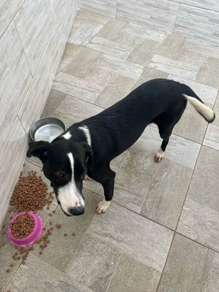 Cachorro ra a SRD-ViraLata idade 1 ano nome Sara