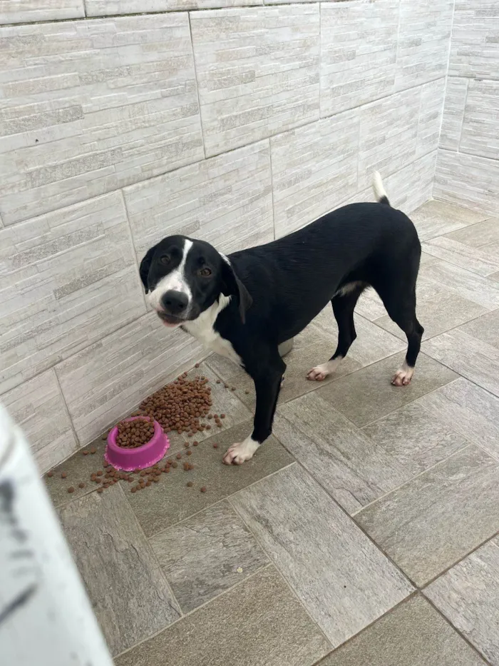 Cachorro ra a SRD-ViraLata idade 1 ano nome Sara