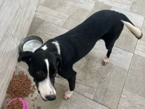 Cachorro raça SRD-ViraLata idade 1 ano nome Sara