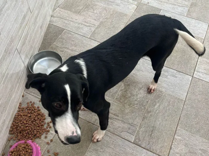 Cachorro ra a SRD-ViraLata idade 1 ano nome Sara