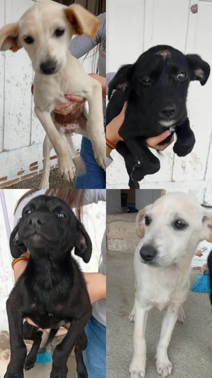 Cachorro ra a SRD-ViraLata idade 2 a 6 meses nome Nelci