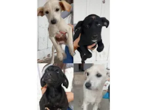 Cachorro raça SRD-ViraLata idade 2 a 6 meses nome Nelci 