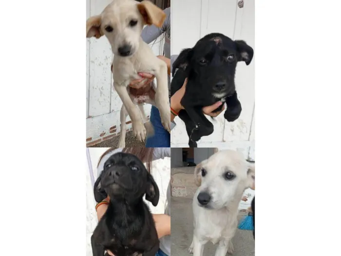 Cachorro ra a SRD-ViraLata idade 2 a 6 meses nome Nelci