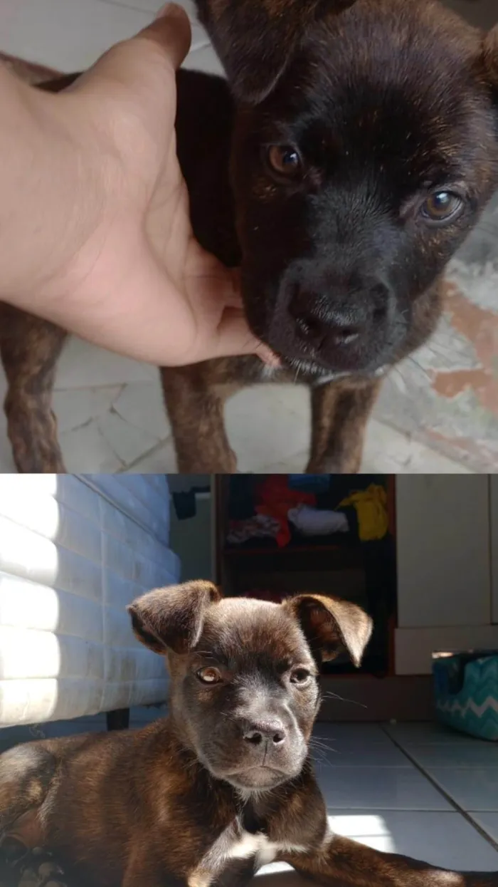 Cachorro ra a SRD-ViraLata idade 2 a 6 meses nome Luke